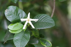 Gardenia gummifera